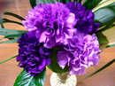 Dianthus Caryophyllus